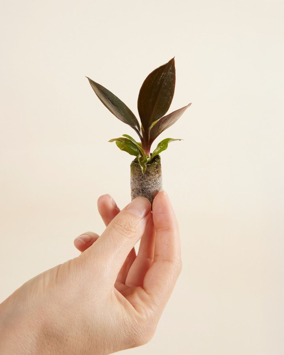 Dziecko Philodendron Linnaei Kunth