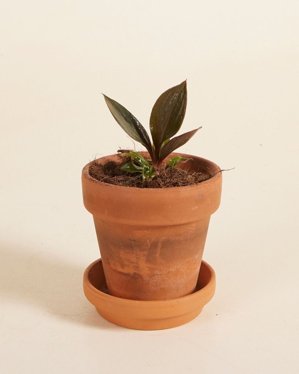 Dziecko Philodendron Linnaei Kunth