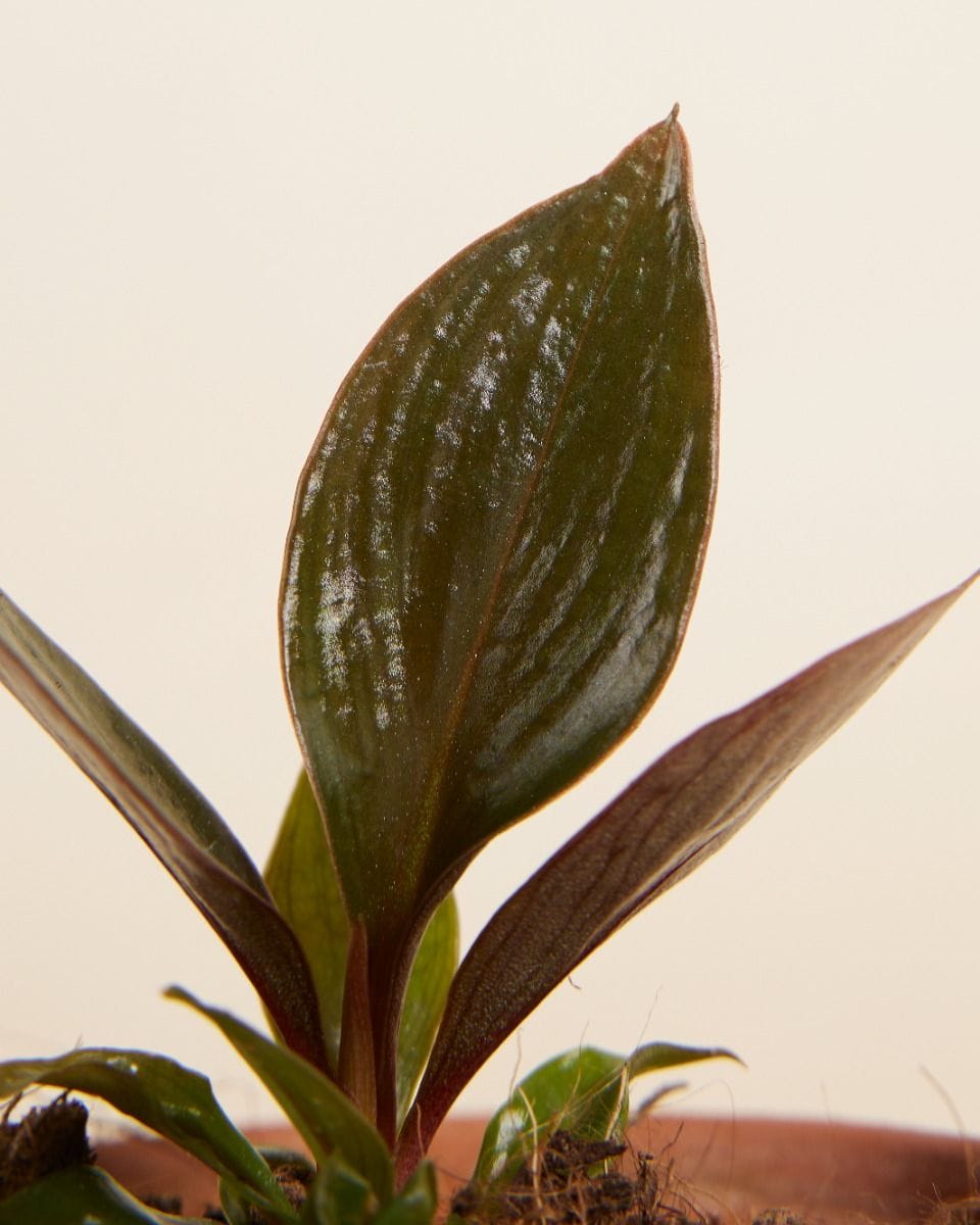 Dziecko Philodendron Linnaei Kunth
