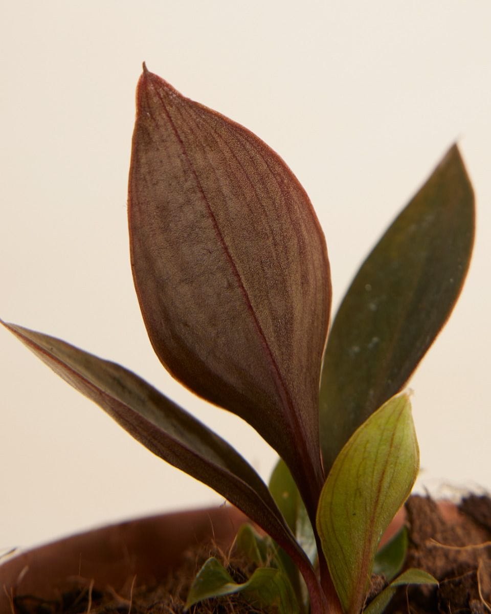 Dziecko Philodendron Linnaei Kunth