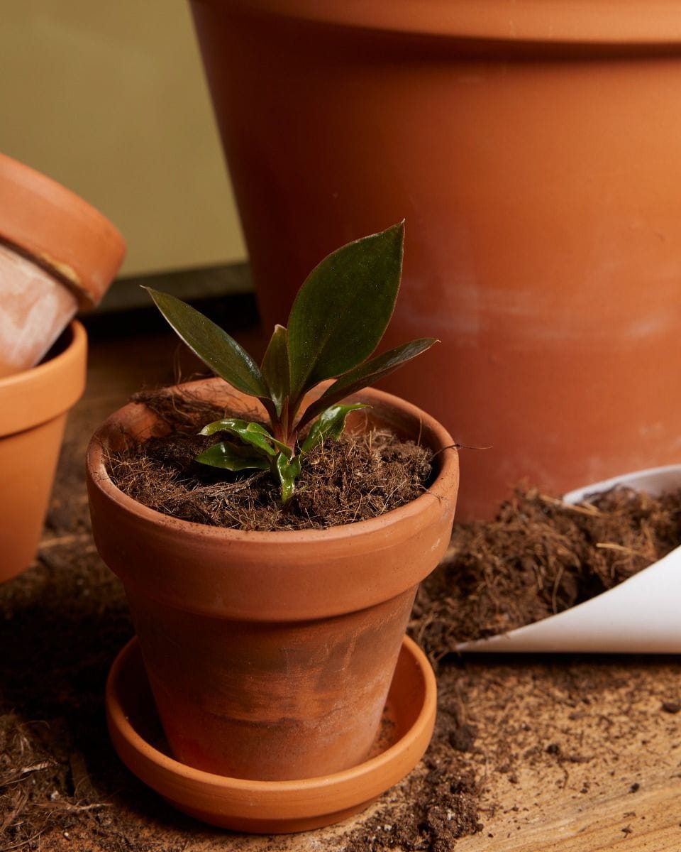 Dziecko Philodendron Linnaei Kunth