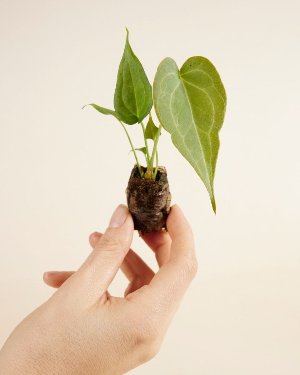 Baby Anthurium Delta Force