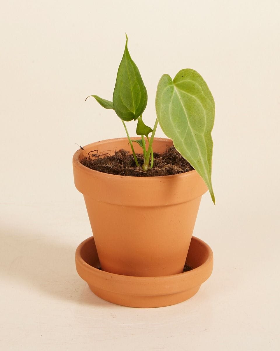 Baby Anthurium Delta Force