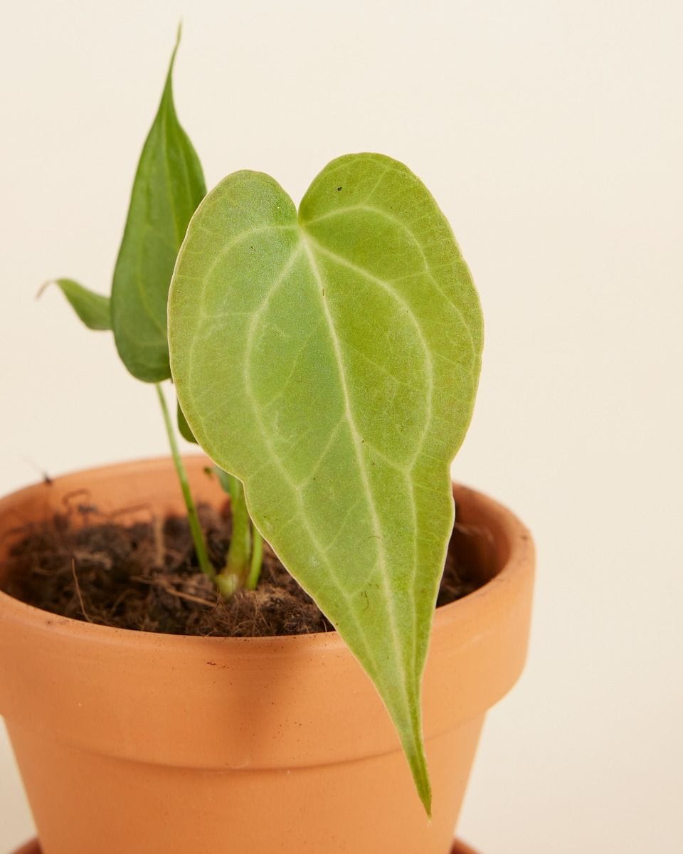 Baby Anthurium Delta Force