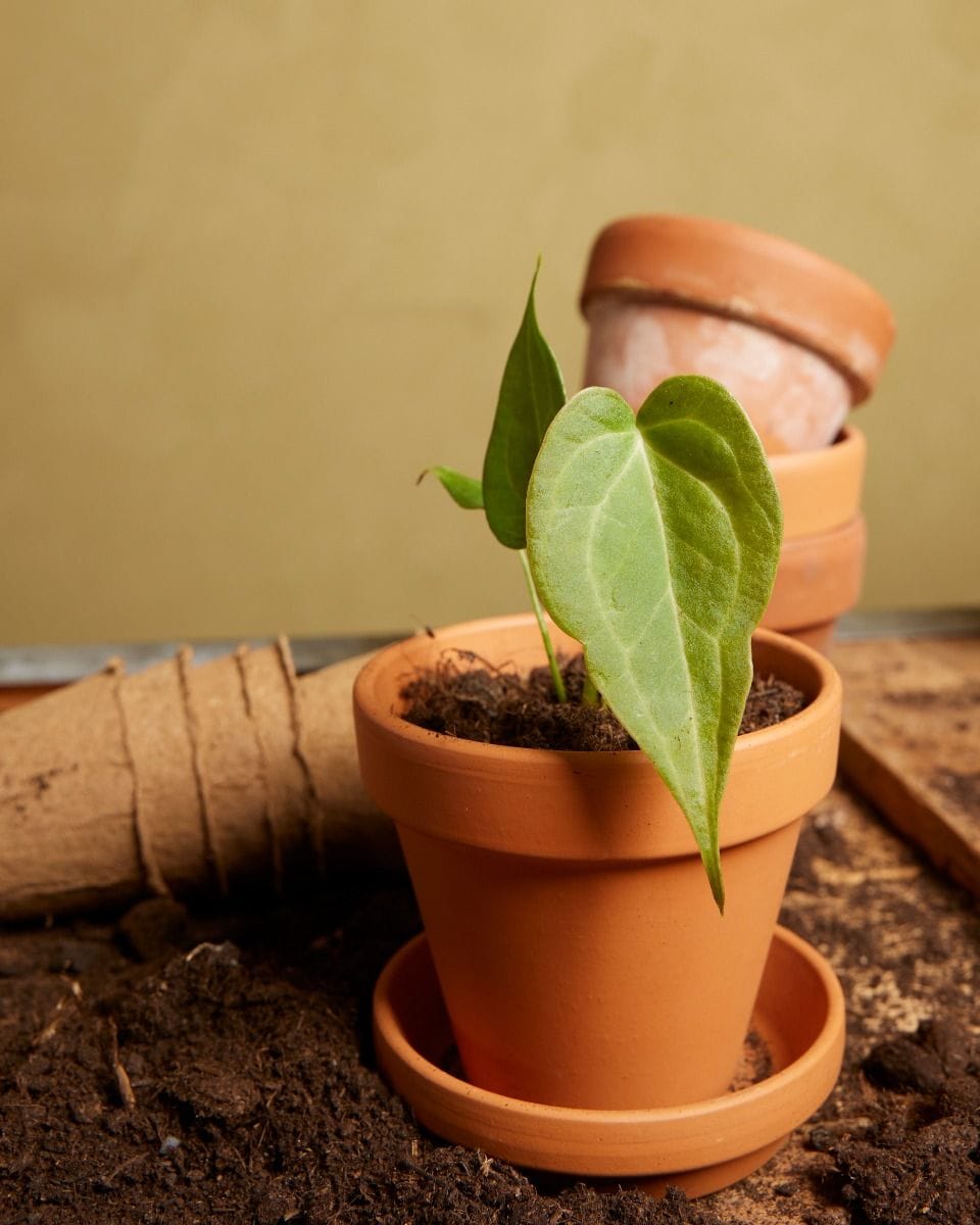 Baby Anthurium Delta Force