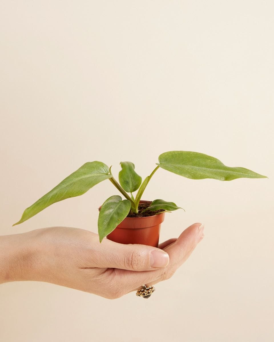 Baby Philodendron Maximum
