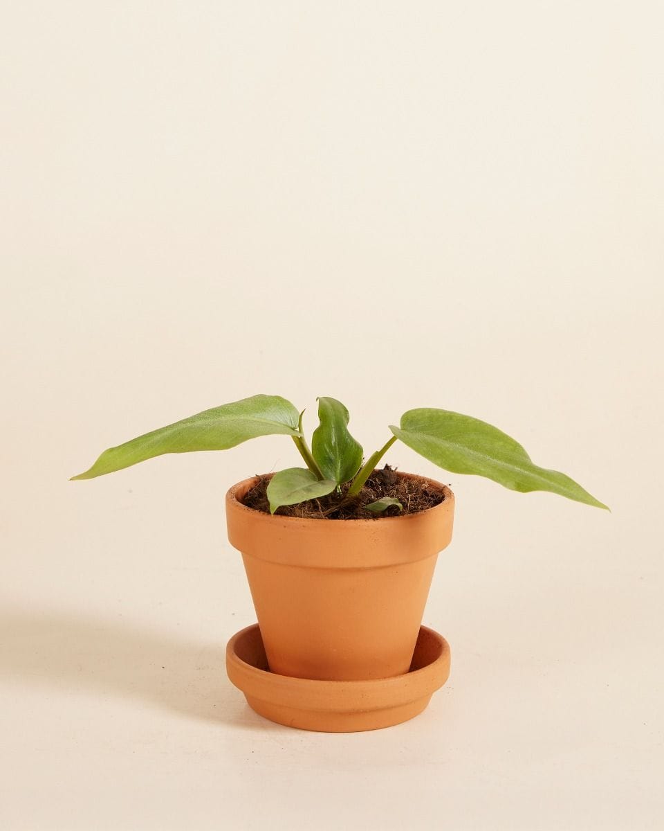 Baby Philodendron Maximum