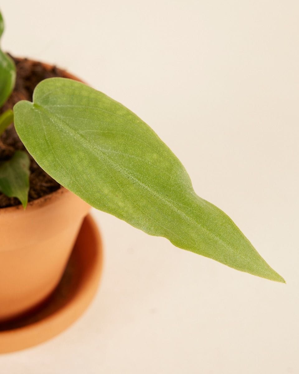Baby Philodendron Maximum