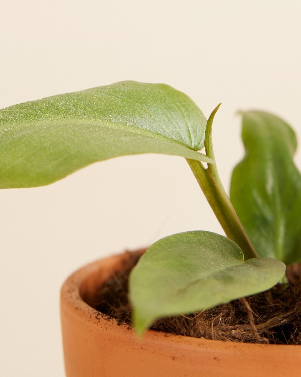 Baby Philodendron Maximum