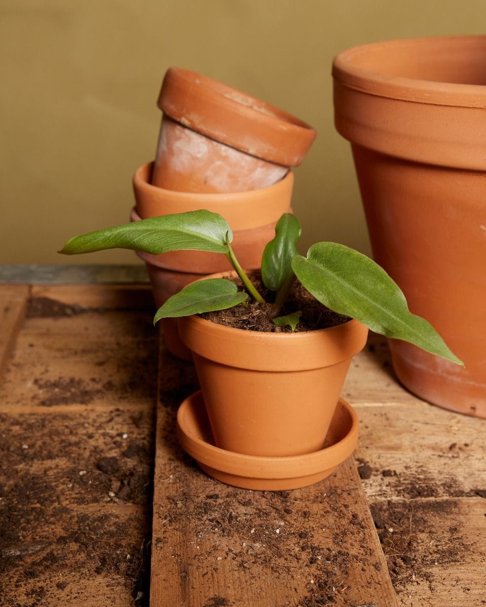 Baby Philodendron Maximum