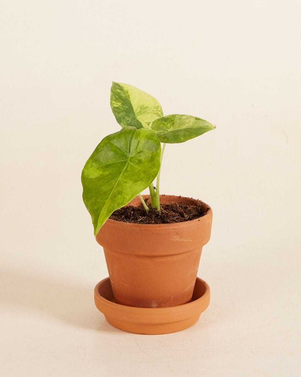 Bebé Alocasia Macrorrhiza Aurea Variegata