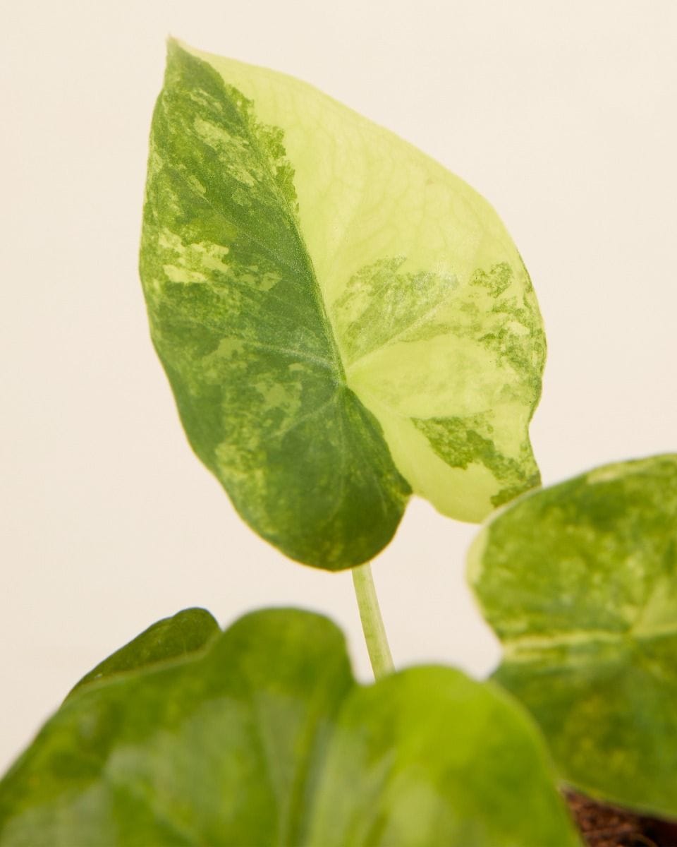 Bebé Alocasia Macrorrhiza Aurea Variegata