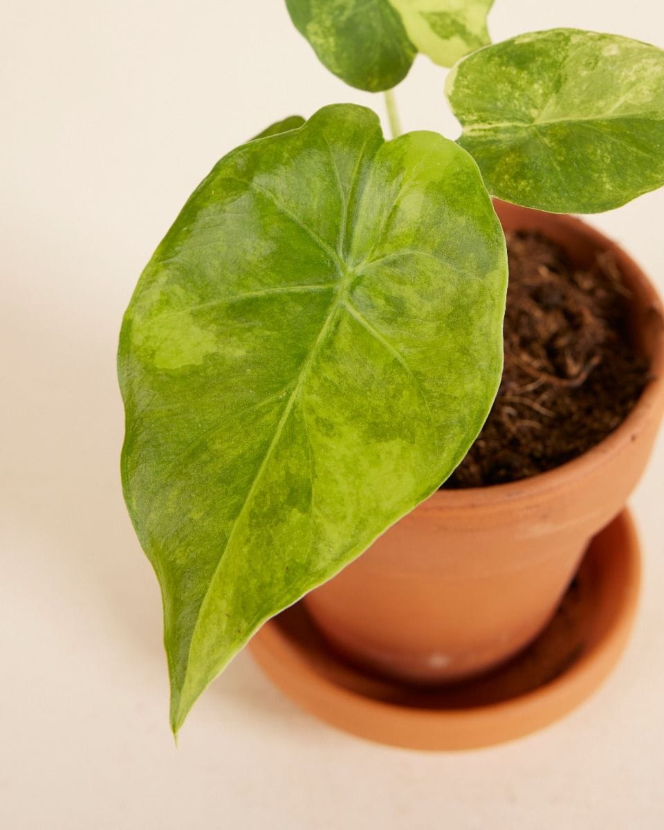 Bebé Alocasia Macrorrhiza Aurea Variegata