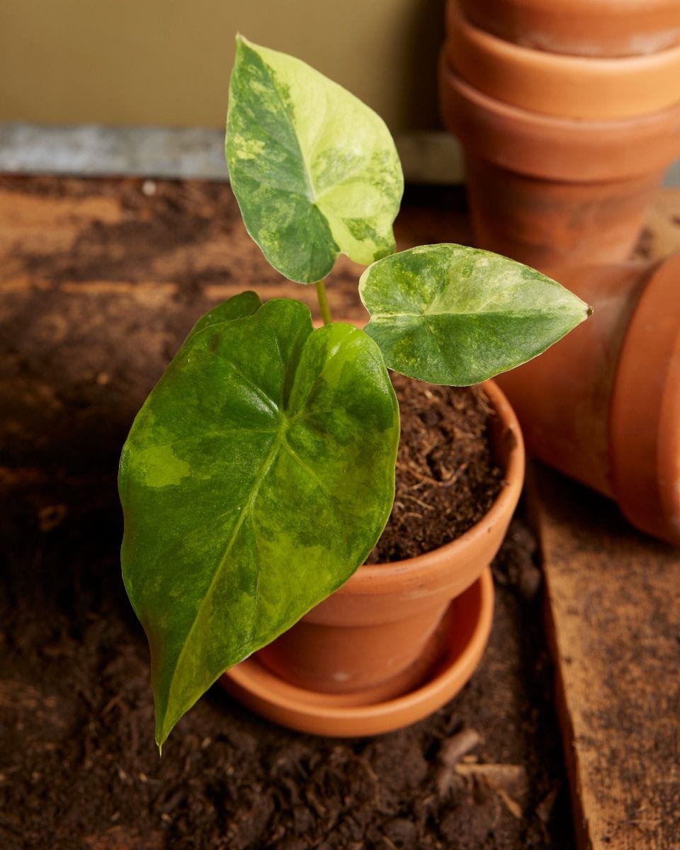 Bebé Alocasia Macrorrhiza Aurea Variegata
