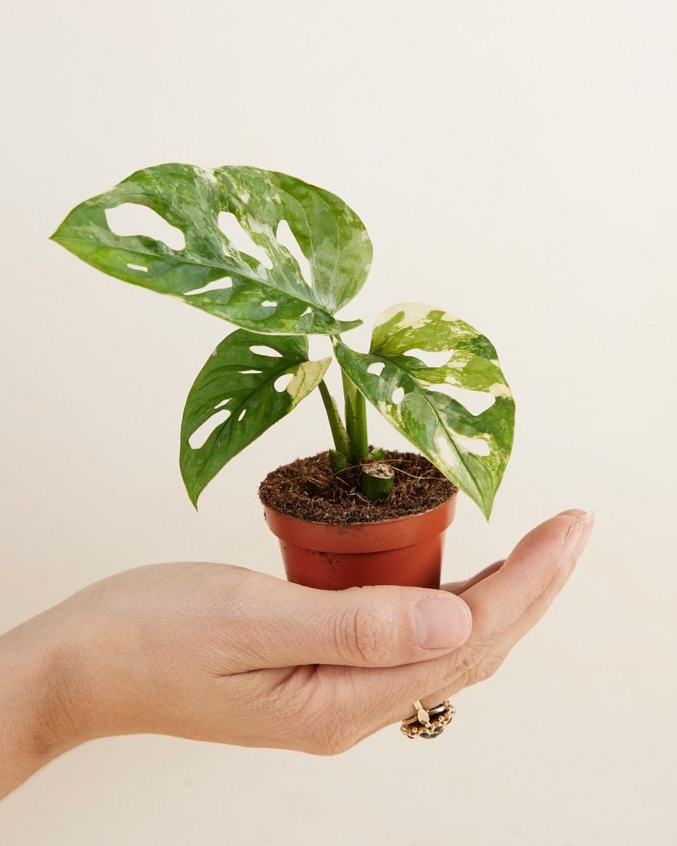 Dziecko Monstera Adansonii Variegated