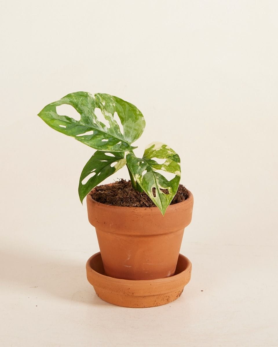 Dziecko Monstera Adansonii Variegated