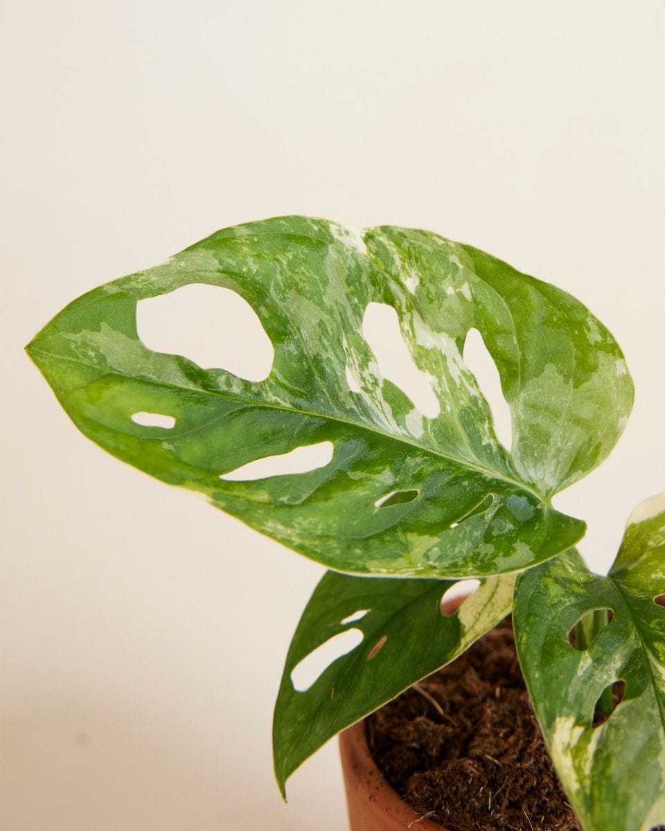 Dziecko Monstera Adansonii Variegated