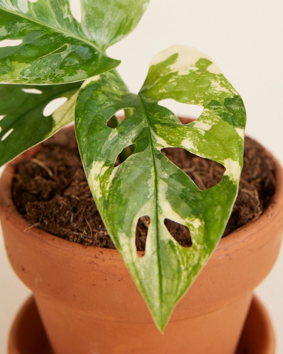 Dziecko Monstera Adansonii Variegated