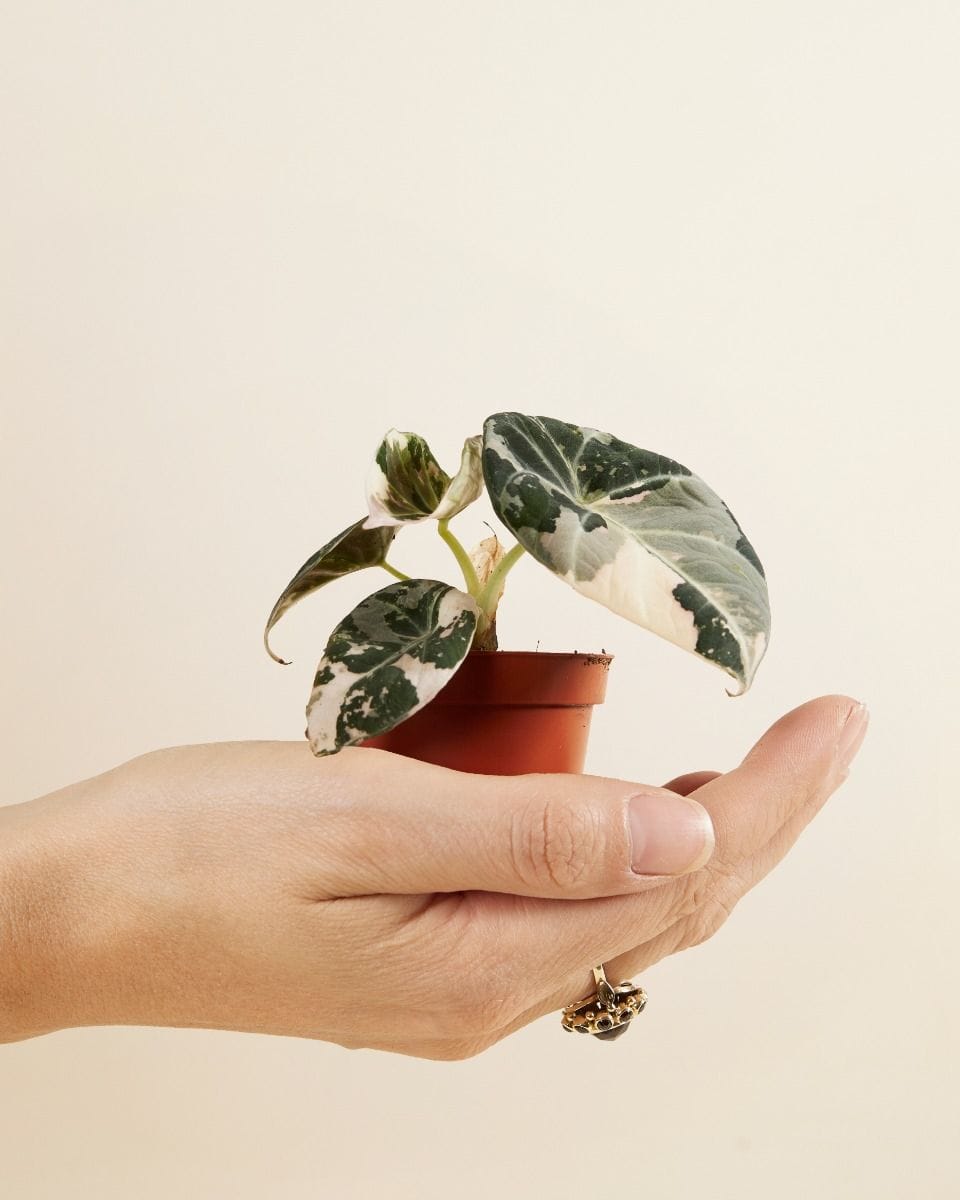 Baby Alocasia Elephant Ear Black Velvet Pink Albo Variegated