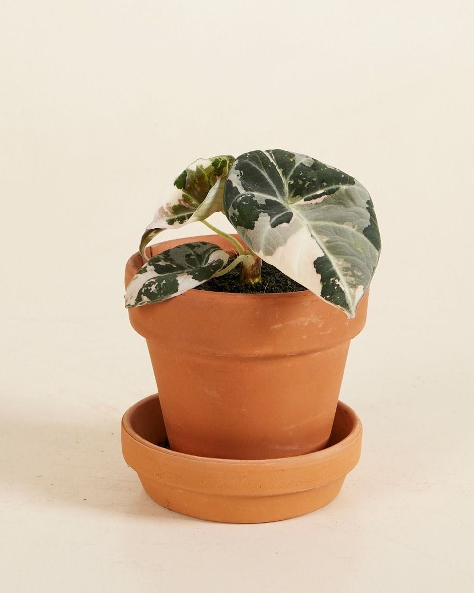 Baby Alocasia Elephant Ear Black Velvet Pink Albo Variegated