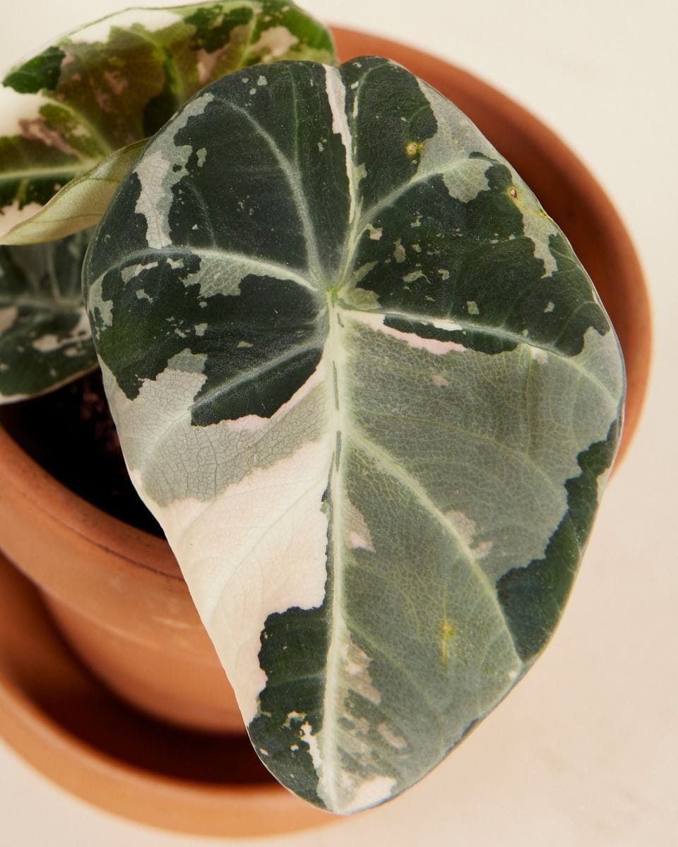 Baby Alocasia Elephant Ear Black Velvet Pink Albo Variegated