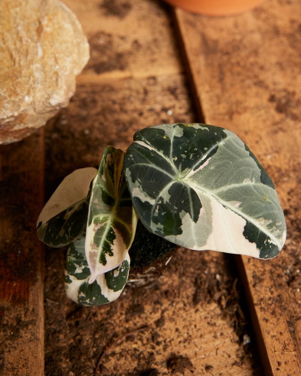 Baby Alocasia Elephant Ear Black Velvet Pink Albo Variegated