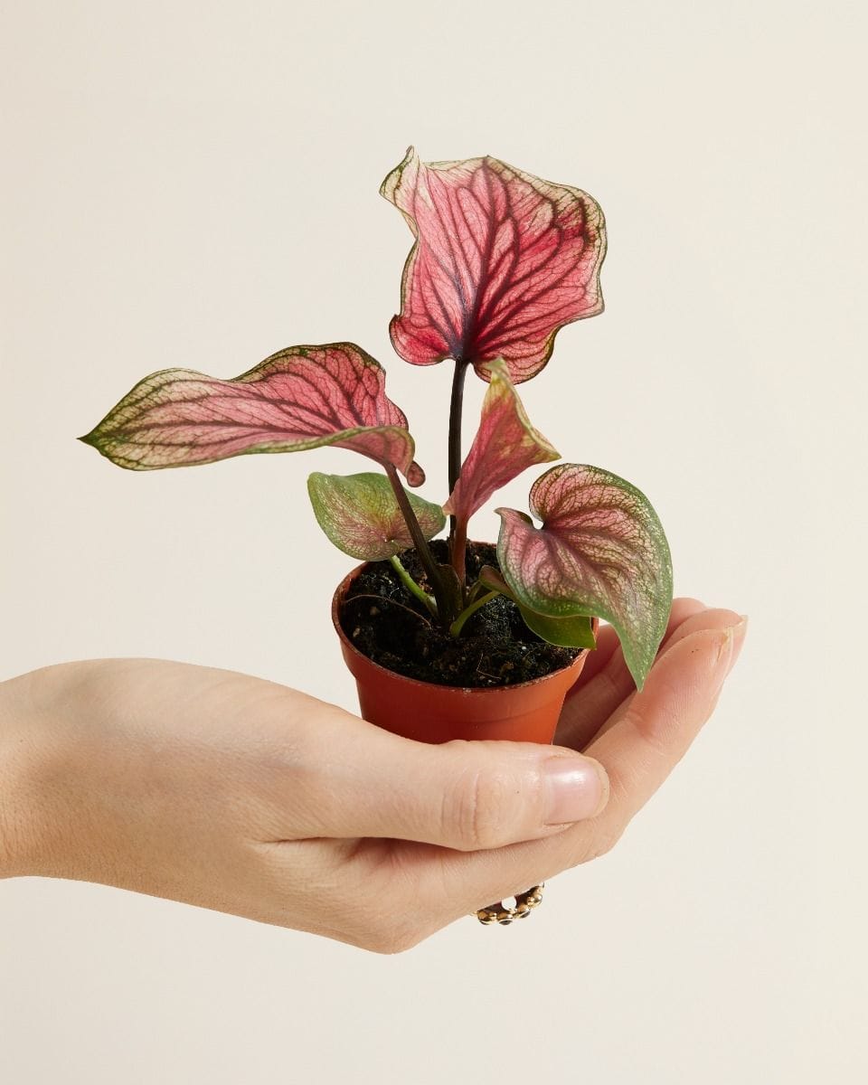 Dziecko Caladium Lucia