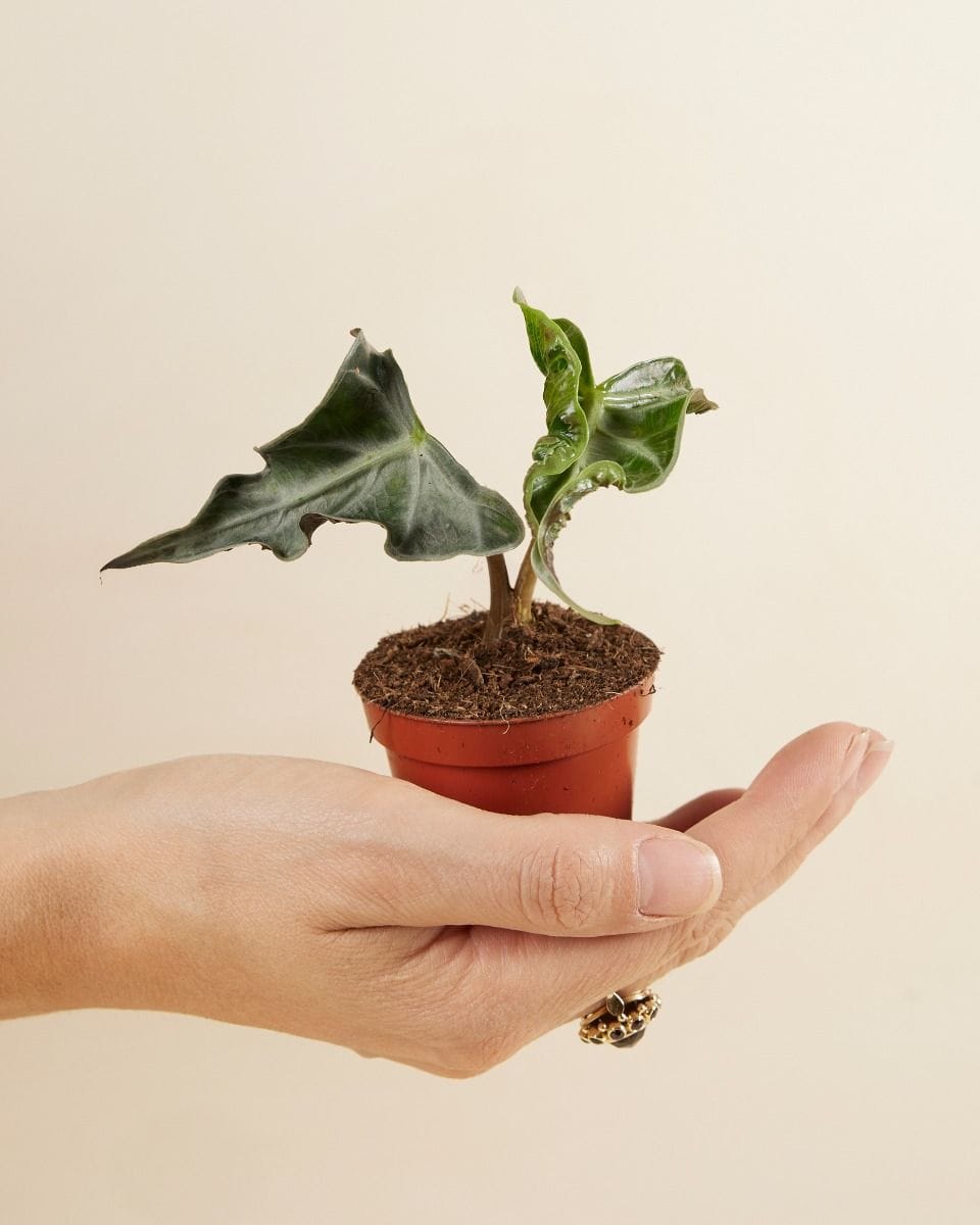 Bebé Alocasia Elephant Ear Loco