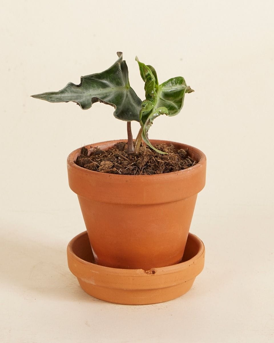 Bebé Alocasia Elephant Ear Loco