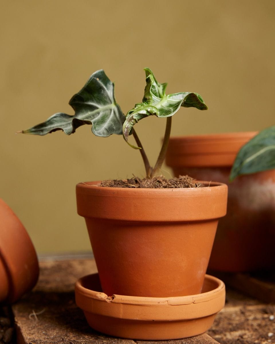 Bebé Alocasia Elephant Ear Loco
