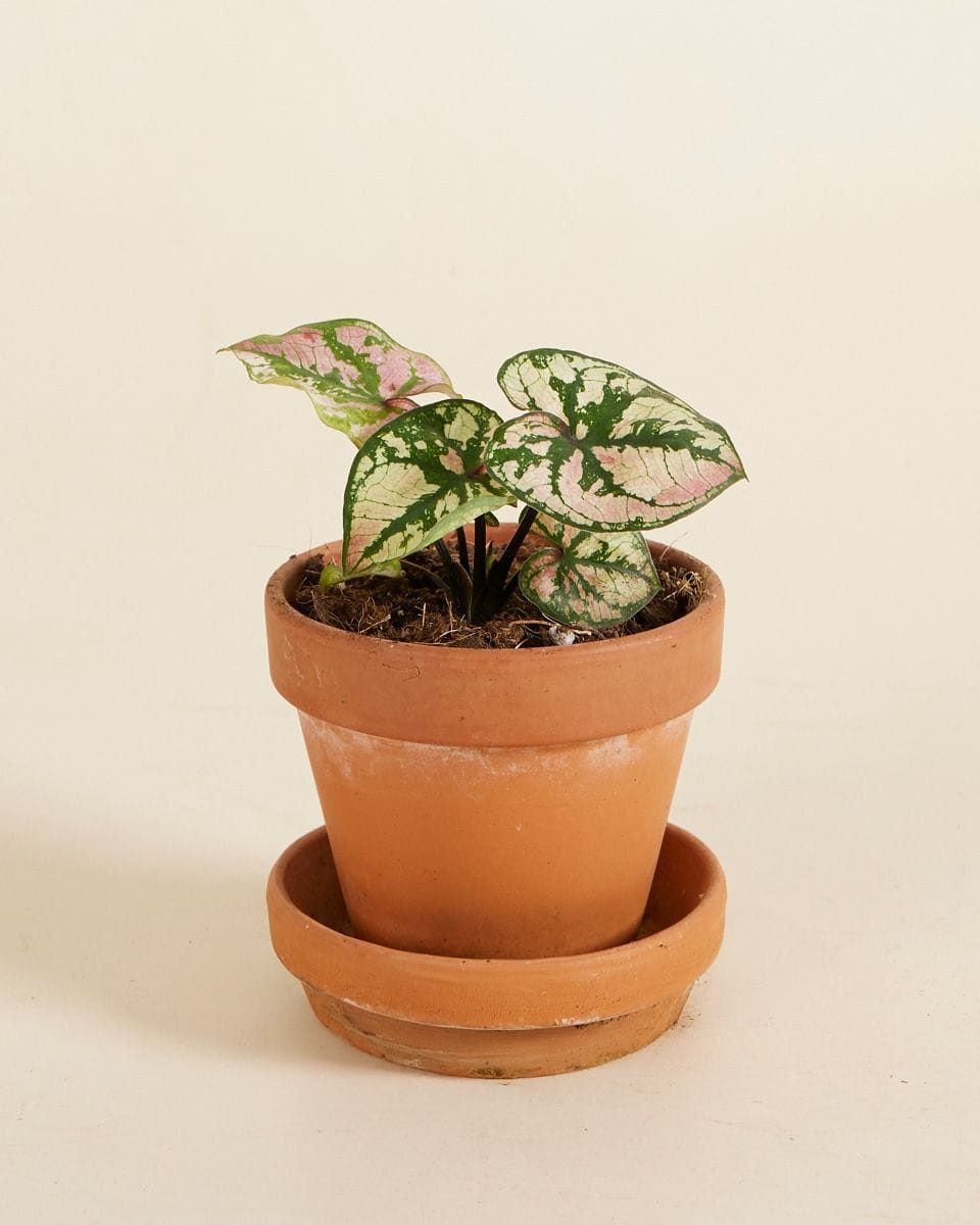 Bebé Caladium Caladium - Purple Light
