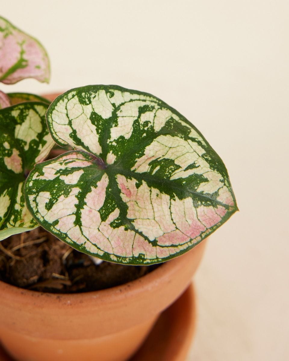 Bebé Caladium Caladium - Purple Light