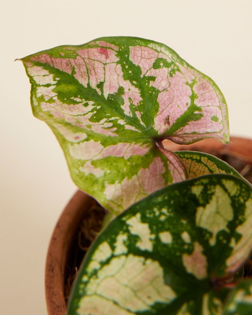Bebé Caladium Caladium - Purple Light