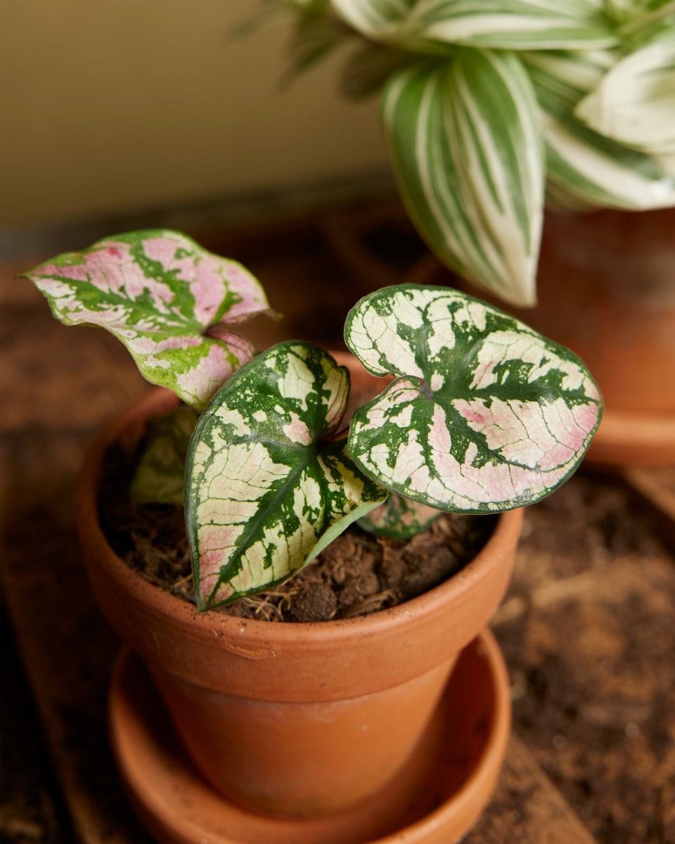 Bebé Caladium Caladium - Purple Light