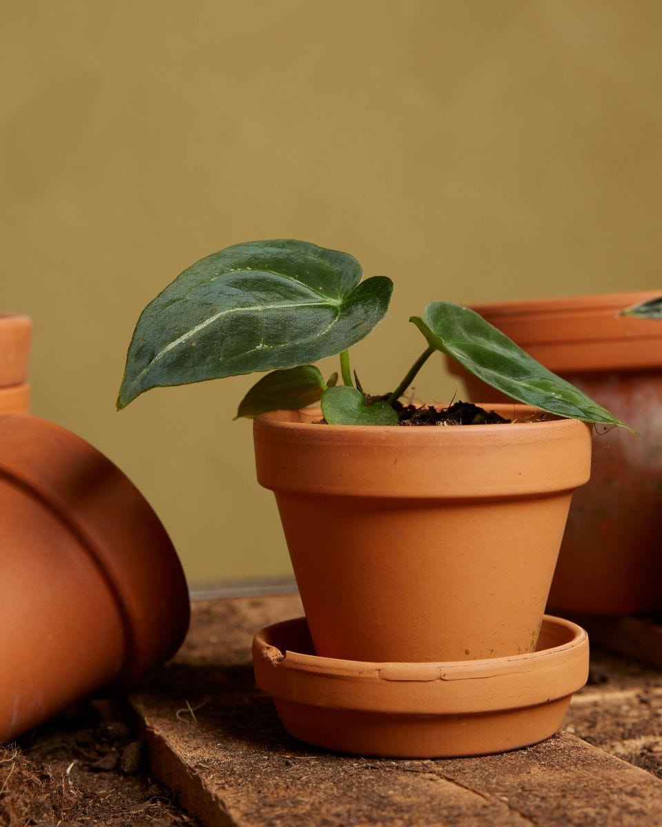 Bébé Anthurium Forgetii