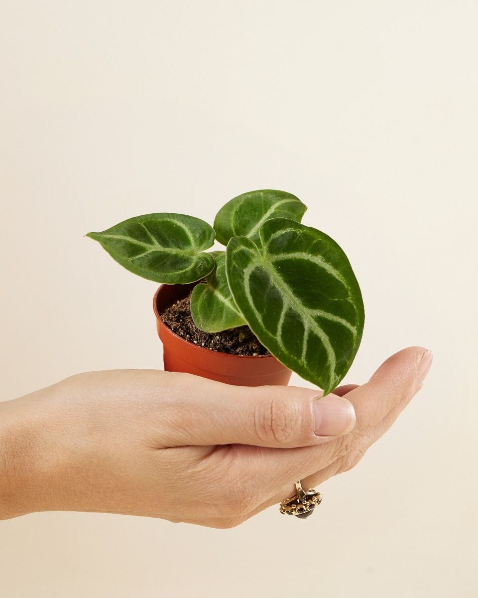 Baby Anthurium Flamingo flowers Dorayaki