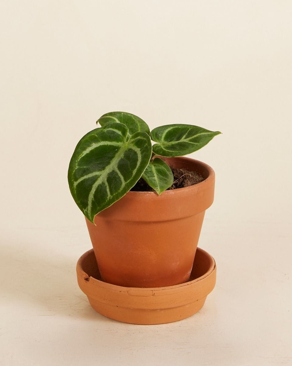 Baby Anthurium Flamingo flowers Dorayaki