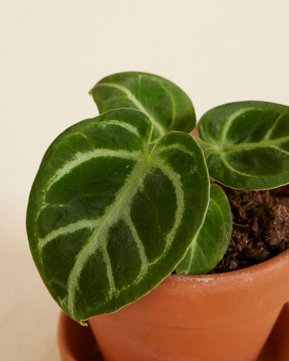 Baby Anthurium Flamingo flowers Dorayaki