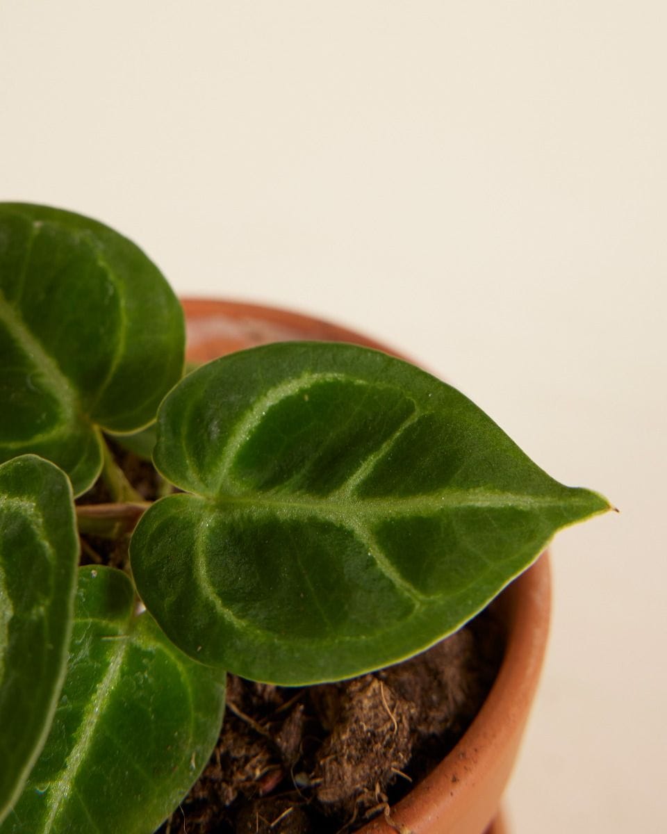 Baby Anthurium Flamingo flowers Dorayaki