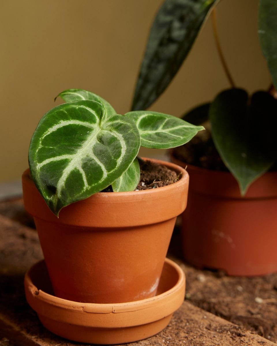 Baby Anthurium Flamingo flowers Dorayaki