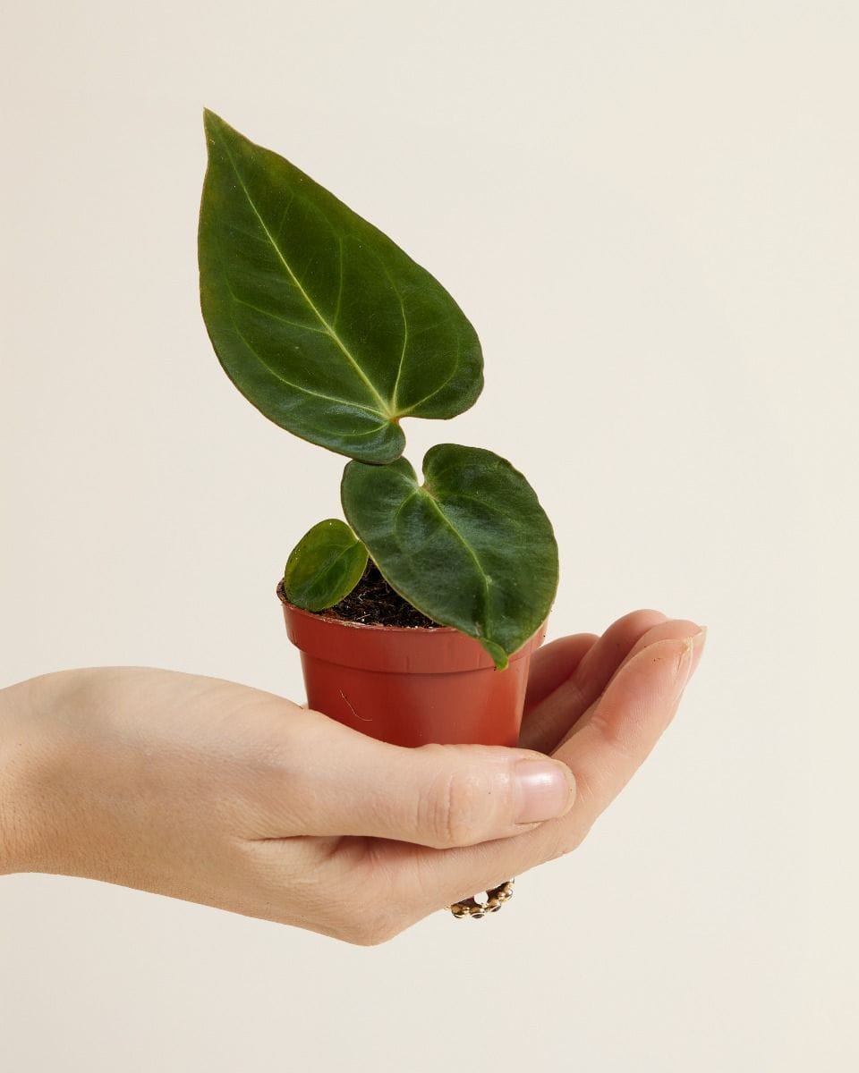 Bebé Anthurium Dark Phoenix