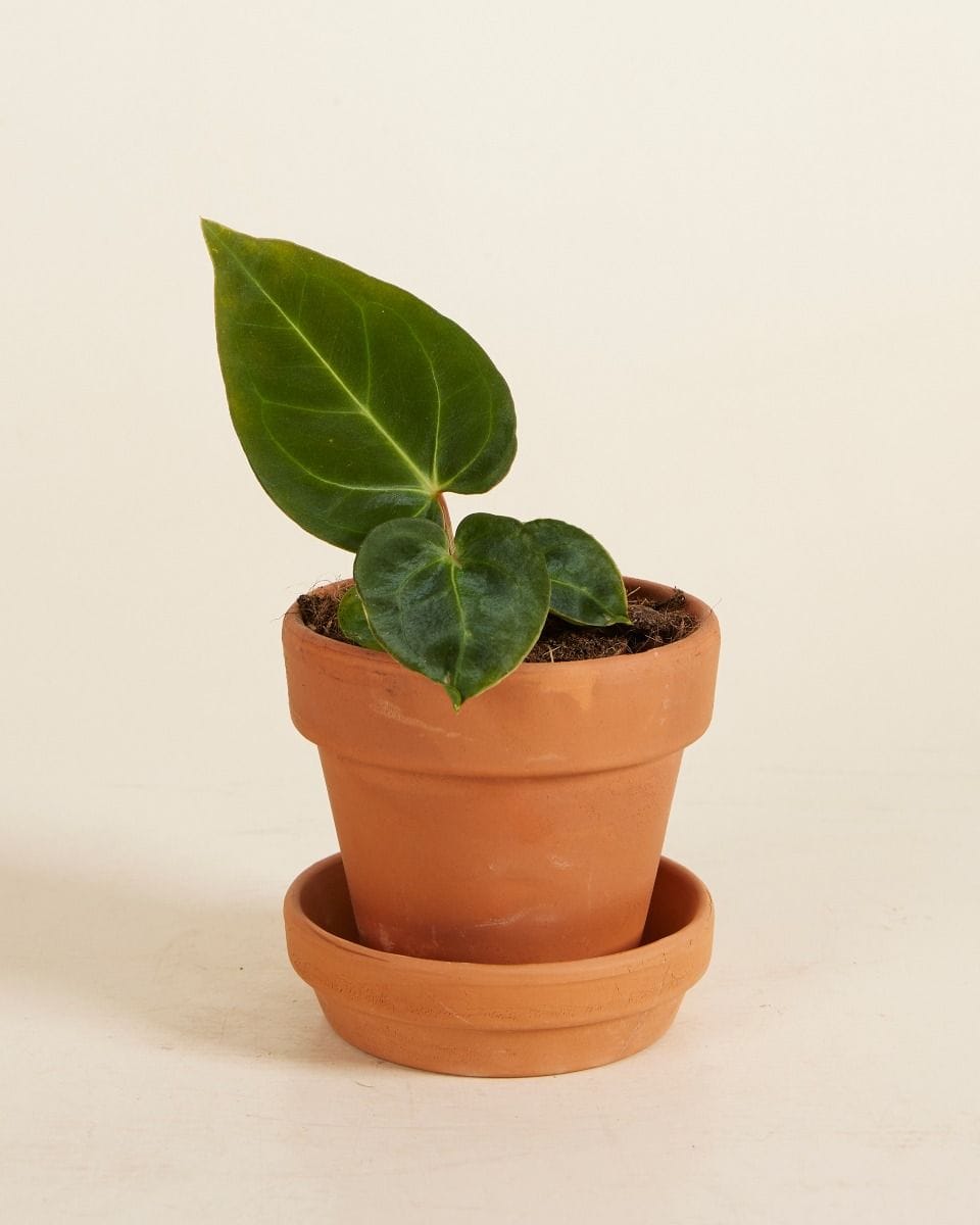 Bebé Anthurium Dark Phoenix