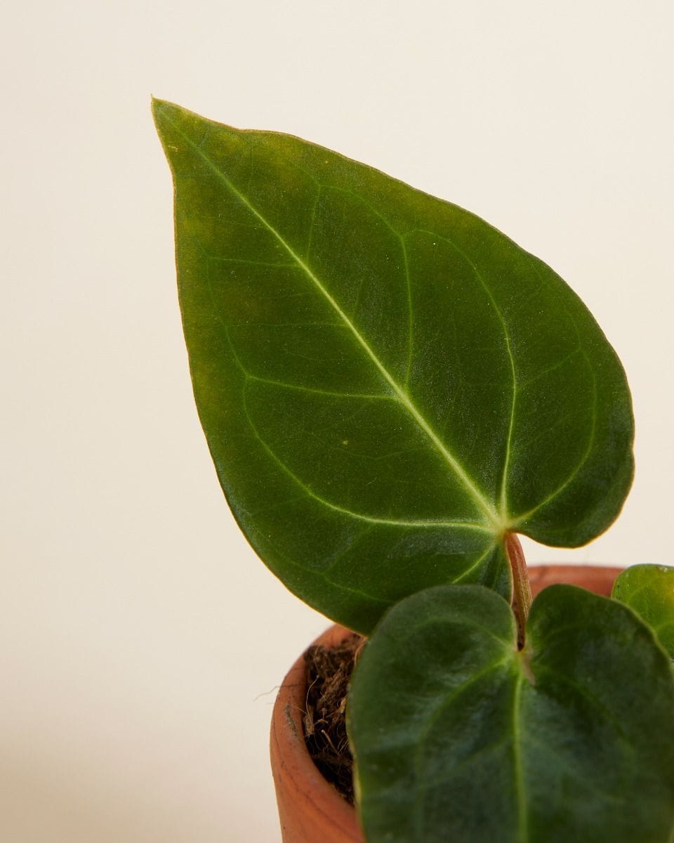 Bebé Anthurium Dark Phoenix