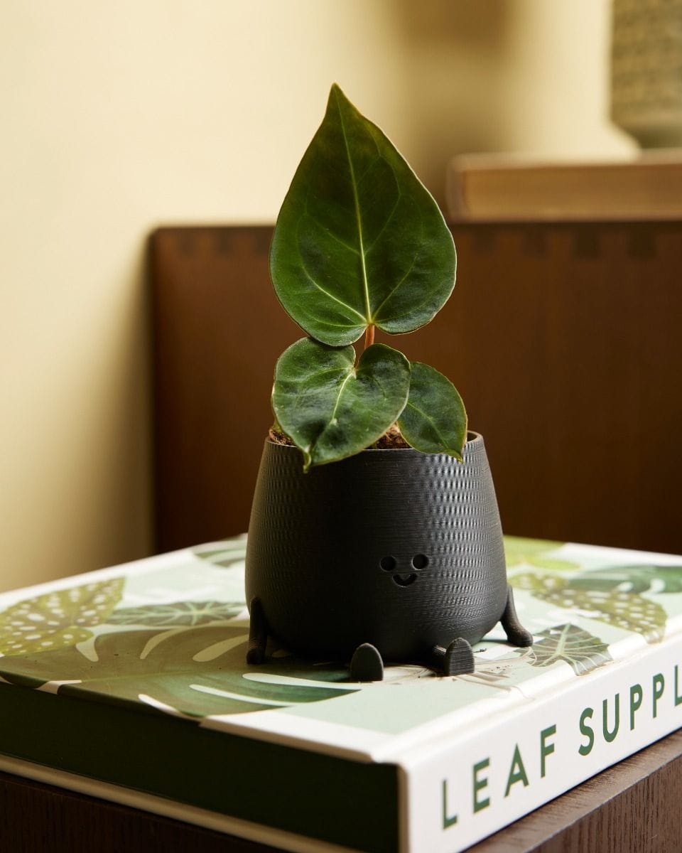 Bebé Anthurium Dark Phoenix