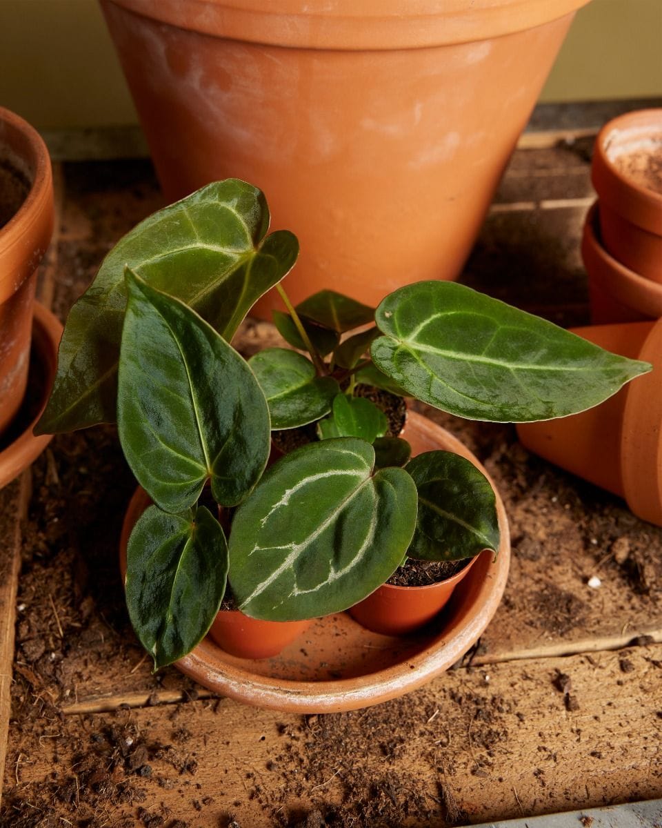 Bebé Anthurium Dark Phoenix