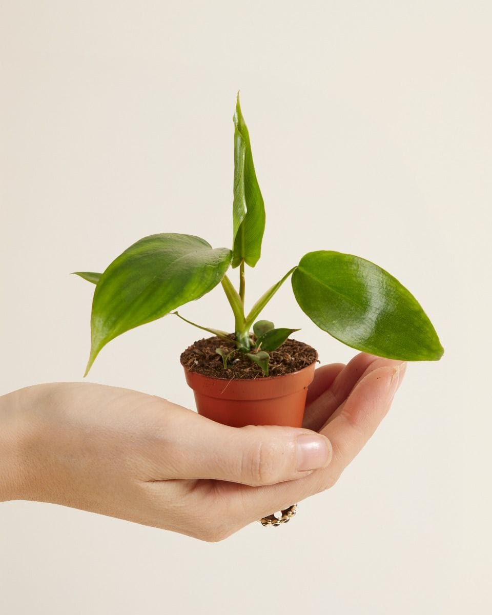 Bebé Philodendron Glad Hands
