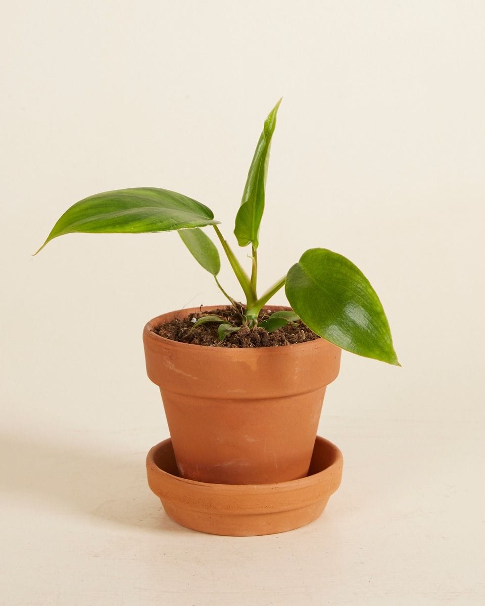 Bebé Philodendron Glad Hands