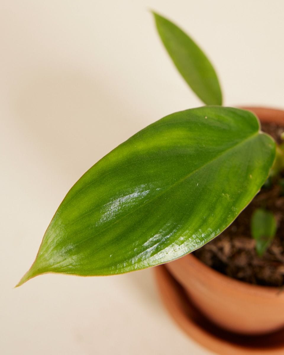Bebé Philodendron Glad Hands