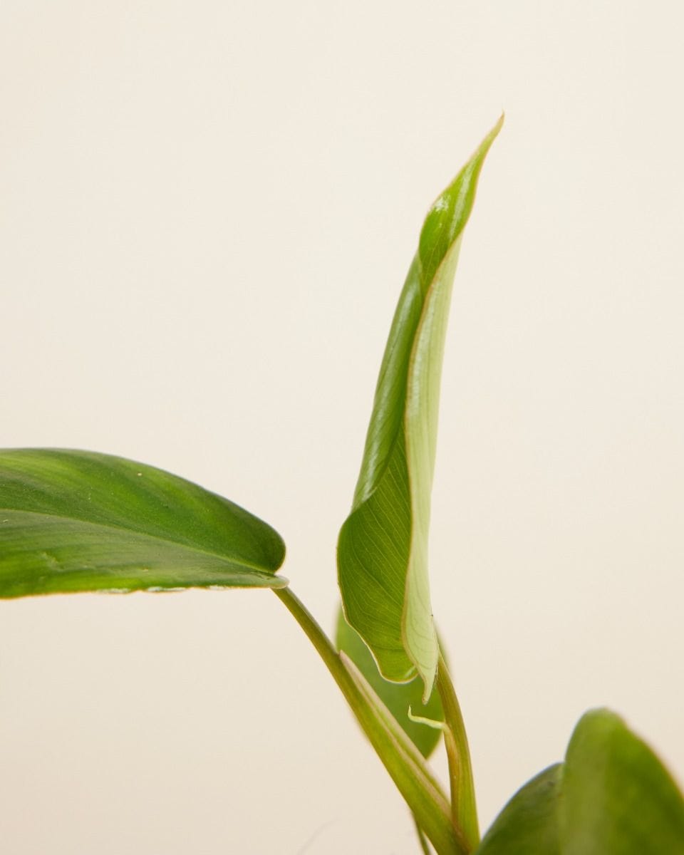 Bebé Philodendron Glad Hands