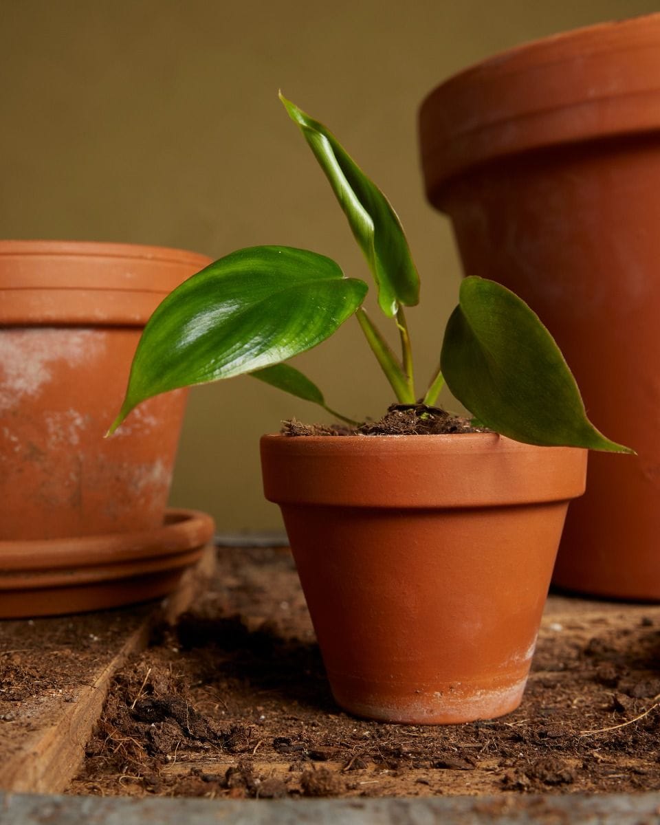 Bebé Philodendron Glad Hands